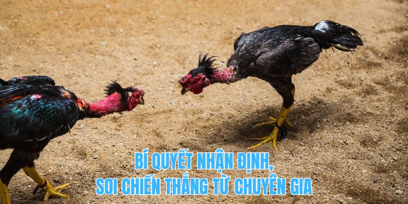 Bí quyết nhận định, soi chiến thắng từ chuyên gia