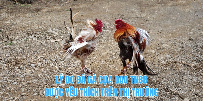 Lý do đá gà cựa dao TN88 được yêu thích trên thị trường